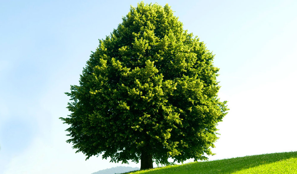 Comme toi, l'arbre a des amis 
